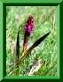 Dactylorhiza hyphaematodes