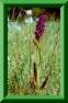 Dactylorhiza rouge-sang