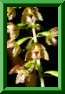 Epipactis<br>hellborine