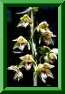 Epipactis<br>de Mueller