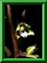 Epipactis<br>pourpre