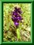 Anacamptis morio