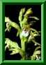 Coralorhiza trifida