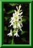 Dactylorhiza fuchsii f. albiflora