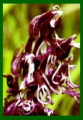 Orchis simia