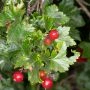 _AAD2780.webp