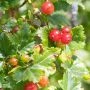 _AAG1541.webp