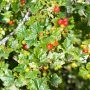 _AAG1542.webp