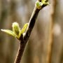 salixaurita_435_17.webp