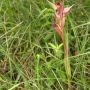 DDI_2593.webp