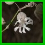 S. enflé
