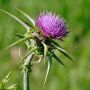 milk_thistle_flowerhead.jpeg