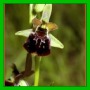 ophrys x obscura