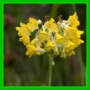 Primula florindae