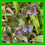 Pulmonaria offinalis