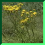 Crepis  biennis