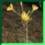 Hieracium murorumn