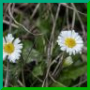 Leucanthemum vulgare