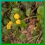 Lysimachia nummularia