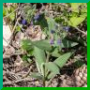 Pulmonaria angustifolia