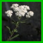 Achillea