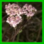 Achillea stricta