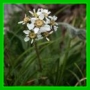 Achillea atrata