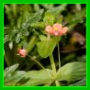 Lysimachia arvensis