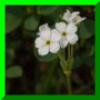 androsace obtusifolia
