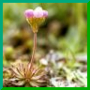 androsace puberula