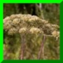 Angelica sylvestris