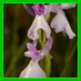 Anacamptis palustris, rosea