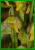 chamorchis