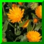 Calendula