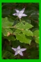 Campanula patula