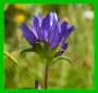 Campanula glomerata