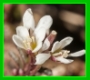 cardamine hirsute