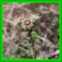 Carlina vulgaris