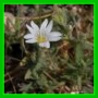 Cerastium
