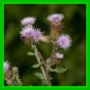 Cirsium arvense