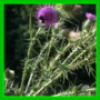 Cirsium vulgare