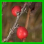 cotoneaster integerrimus