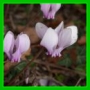 Cyclamen hederifolium
