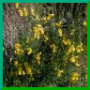 Cytisus