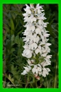 dactylorhiza maculata