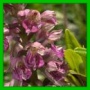 dactylorhiza X mixtum