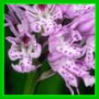 Orchis tridenté