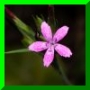 O. armeria