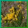 sativum sibirica
