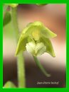 Epipactis atrorubens